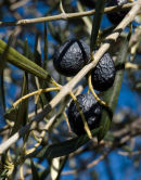Gorgeous olives!